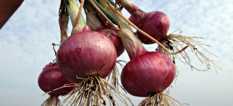 Onion Processing